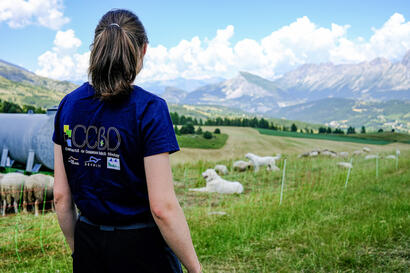 Des médiateurs pastoraux dans le Dévoluy Des médiateurs pastoraux dans le Dévoluy